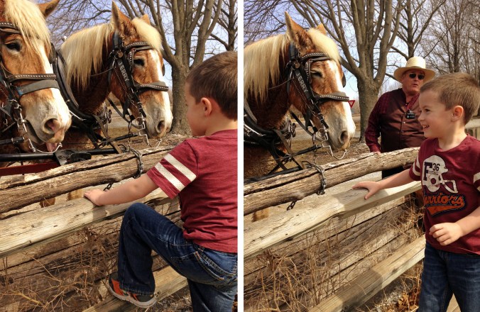 nauvoo horses