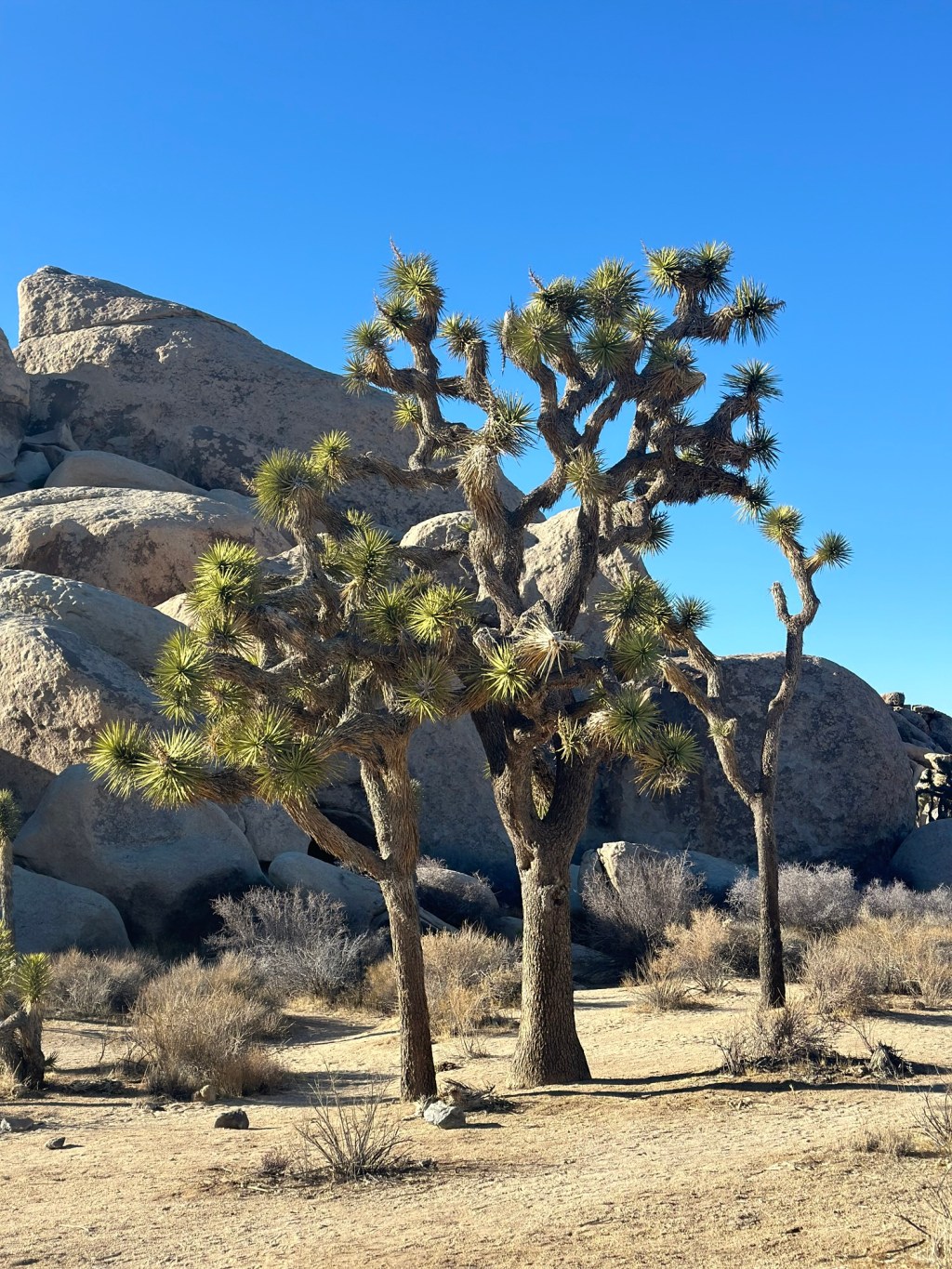 Three Hours in Joshua Tree National&nbsp;Park